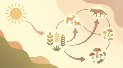 Energy flow in food webs