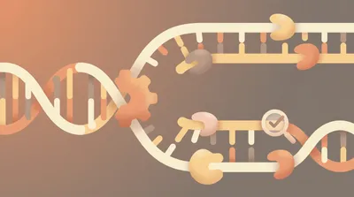 DNA replication: enzymes and proofreading