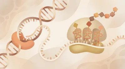 Gene expression: transcription and translation basics